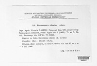 Peronospora tabacina image